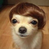 dumb-dog-247x300-1024x1024.png