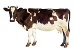 Alimentarium-vache.jpg