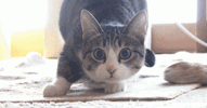 WickedDevotedIndigowingedparrot-size_restricted.gif