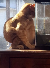 fat cat.png