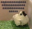 1626287506329.png