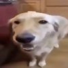 butter dog B).jpg