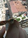 IMG_20210627_130348.jpg