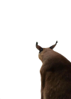 flopa.png