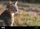 most-cats-in-arusha-are-scared-of-people-but-this-one-came-right-up-to-me-when-i-was-out-walki...jpg