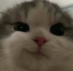 1659082652725.png