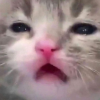1659082741019.png 1659082741019.png