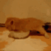 1006131909459456040.png