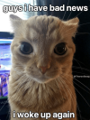 cat-guys-have-bad-news-theronswag-woke-up-again-min.png