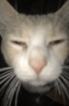 977736936787705857.png