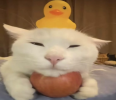1745735587752.png
