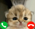 IMG_8768.gif