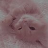Cat pfp 🐱♡︎.jpg