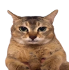 toletolee.png