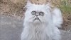cat-parody-instagram-removal-1.jpg