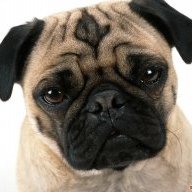 PuggerMC