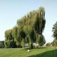 enderstyve