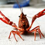MightyCrawfish