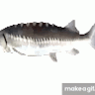 sharpnessokp