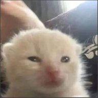 JFNQ