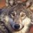 001Wolf